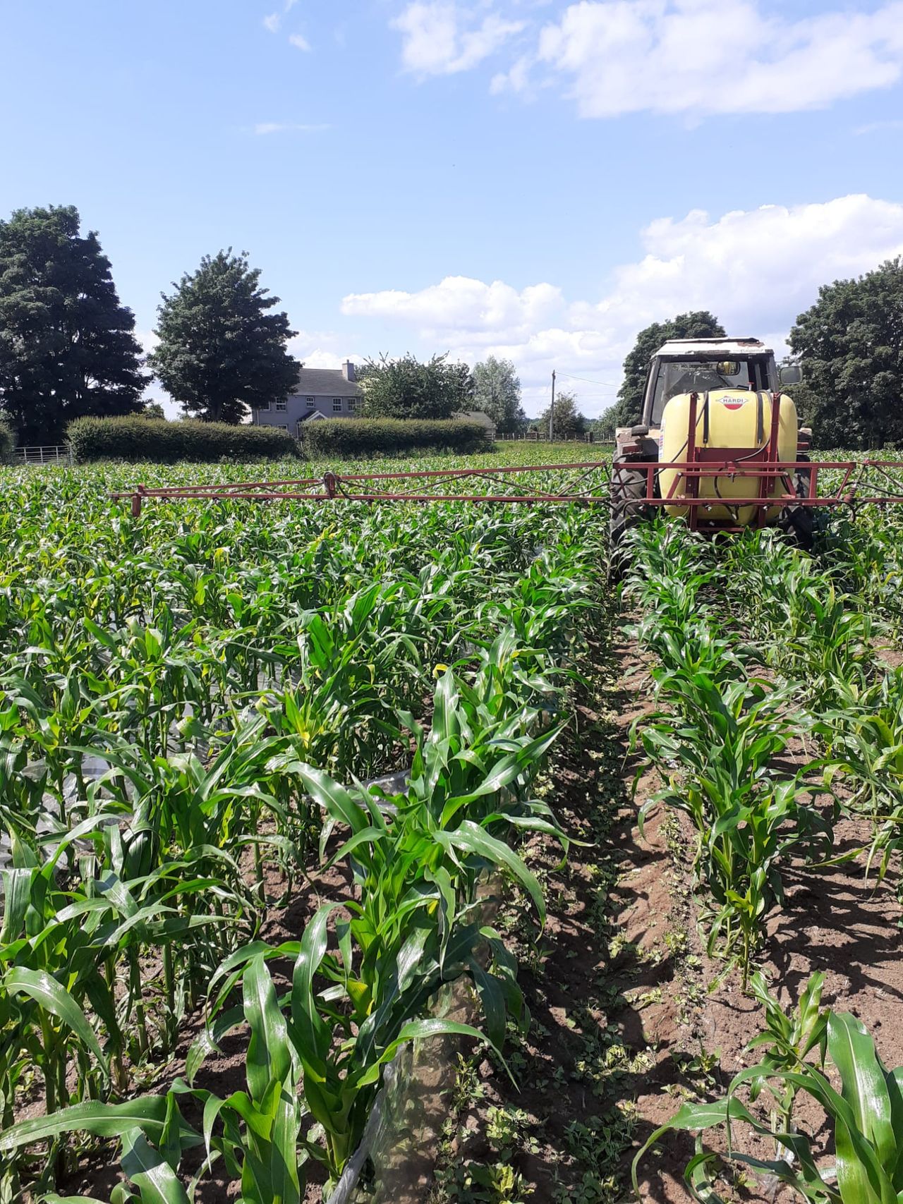 Weather hampers spring planting in northern Romania and Ukraine