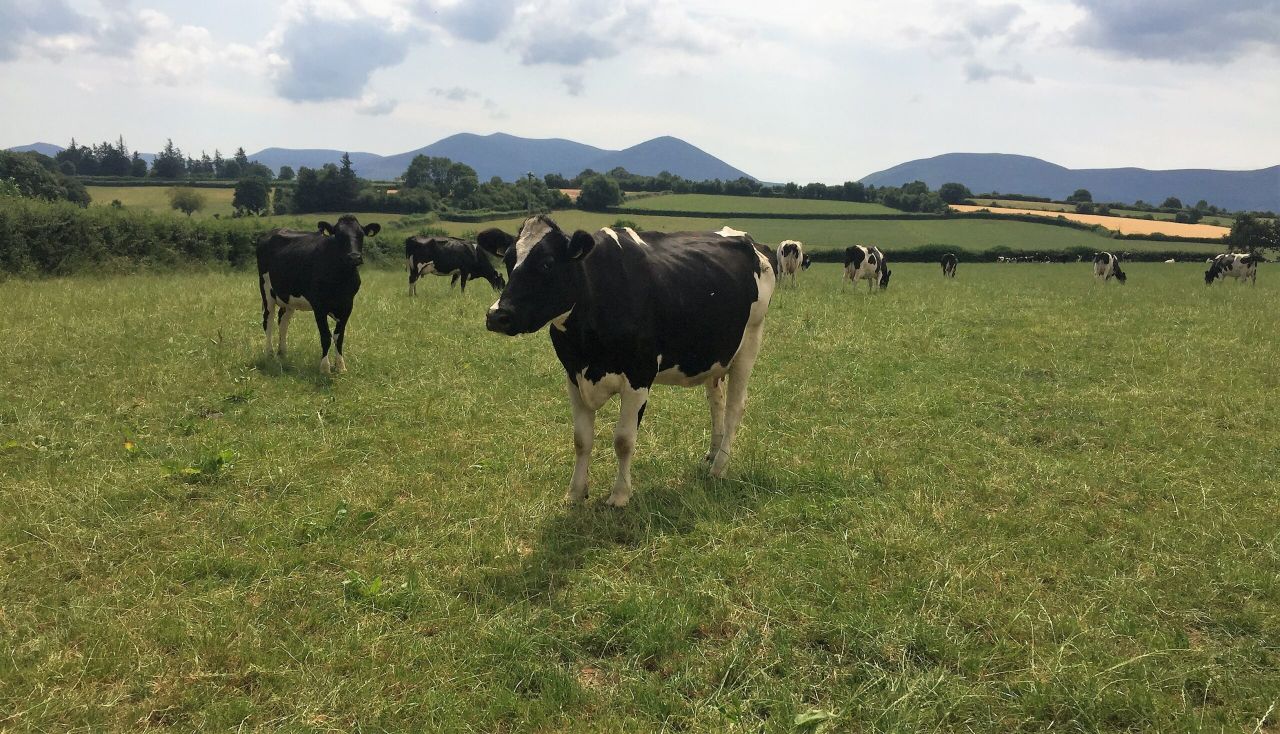 Dairy focus: Tipperary family stands out from the crowd when it comes to milk quality
