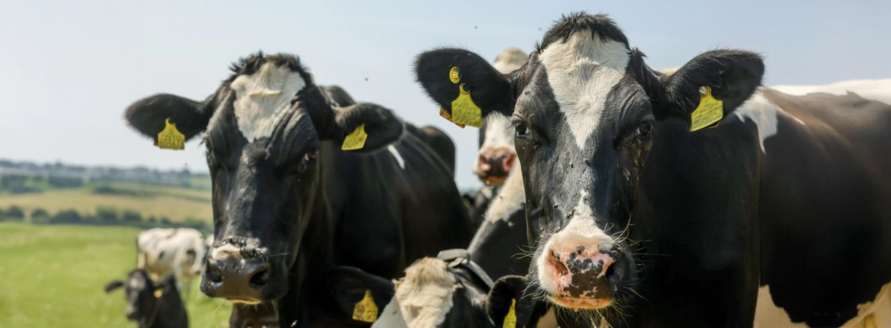 Tesco launches dairy sustainability partnership with Arla and Müller