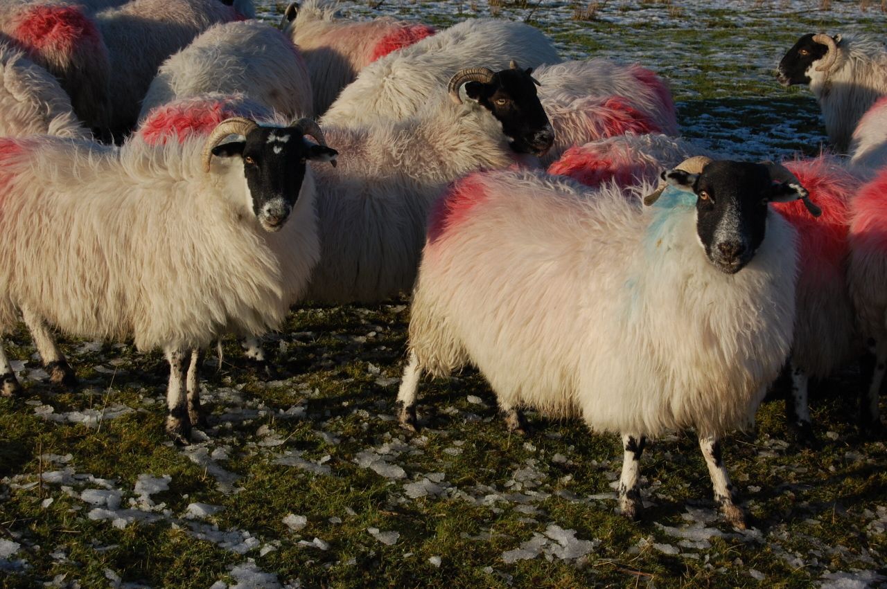 Hill lambing season to get underway within days