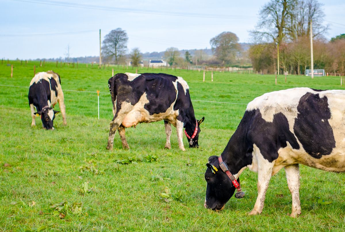 EMB: 'A lot more' to be done in EU to improve producer positions