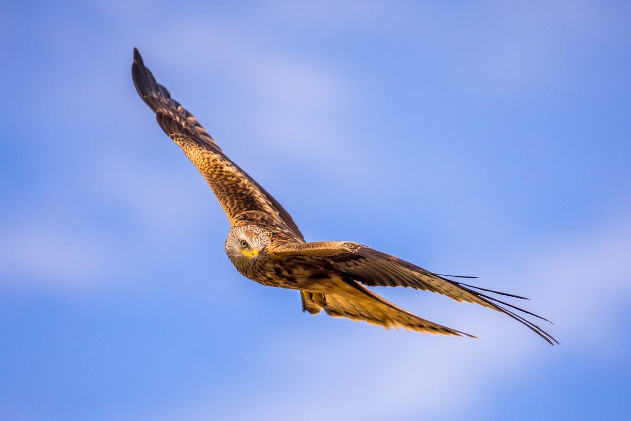 NPWS investigating suspected shooting of Red Kite on farmland