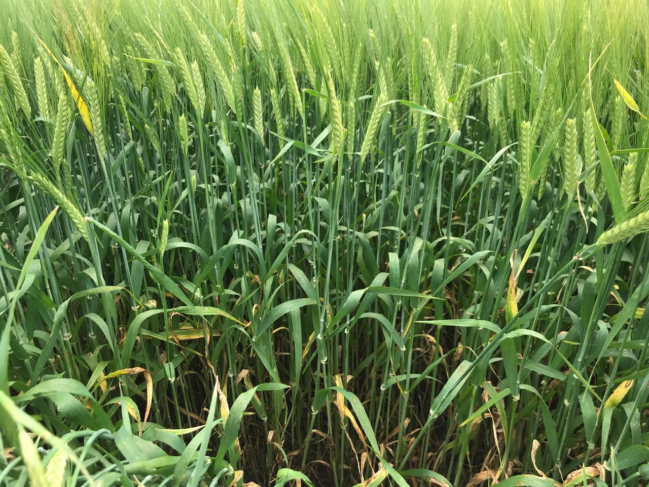 DAFM: Spring cereal recommended lists for 2023
