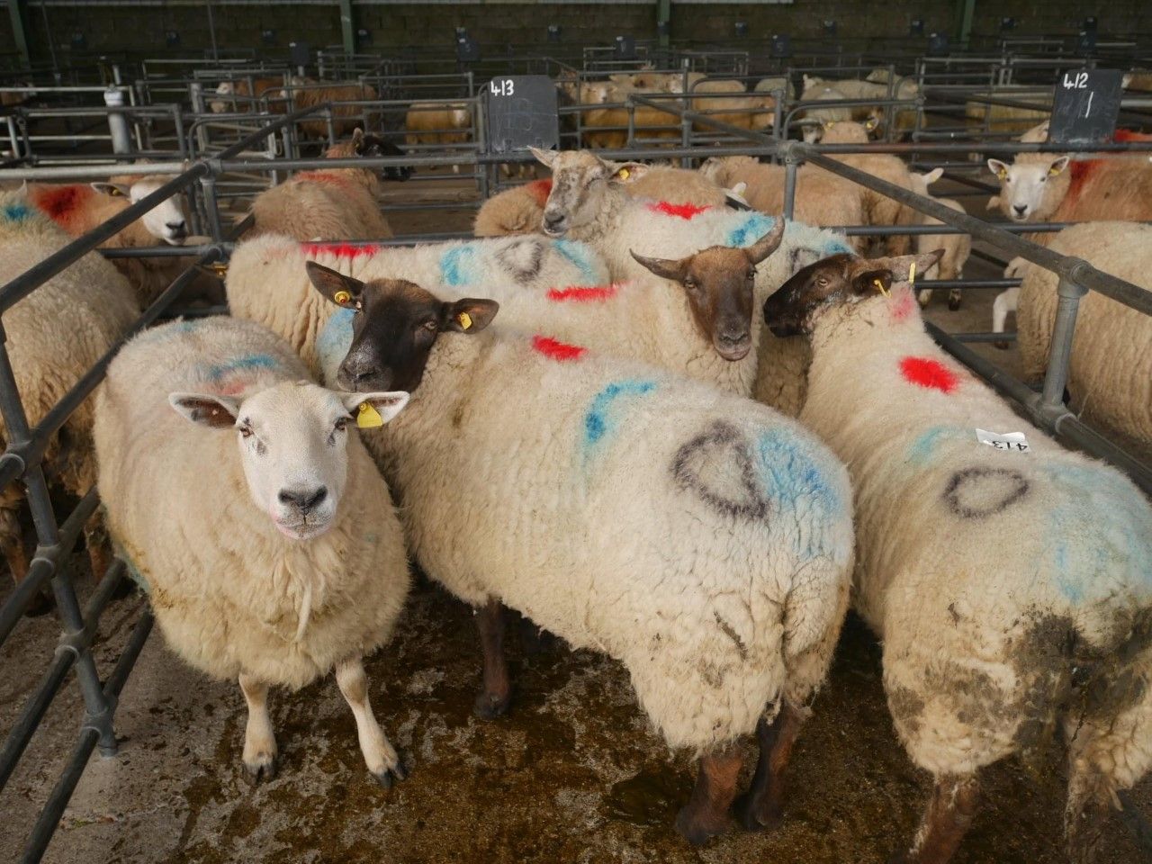 Mart update: Heavy cull ewes still the pick of the trade