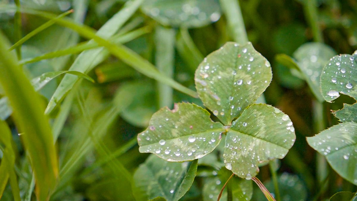 Weather turning unsettled this week with spells of rain and showers