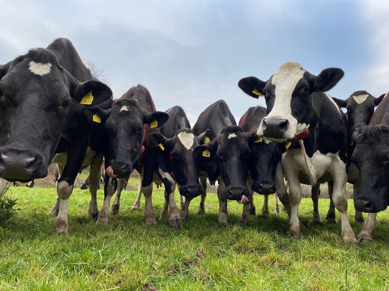 Young German farmer's dairy dream rings true in Cork