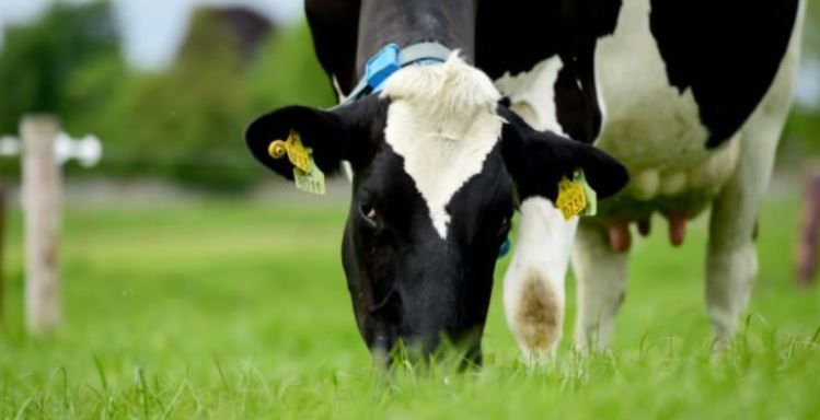 How can the EBI reduce our environmental impact on Irish dairy farms?