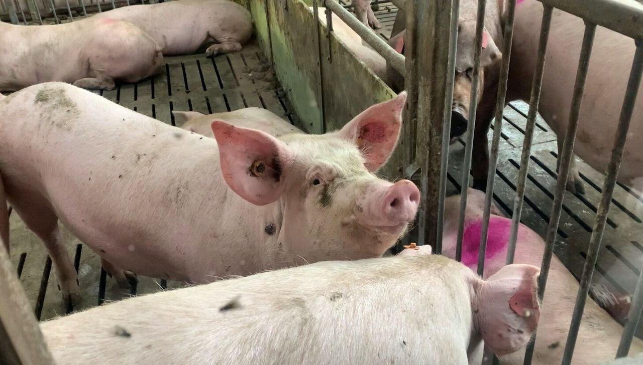 43% of pig producers could leave sector - survey