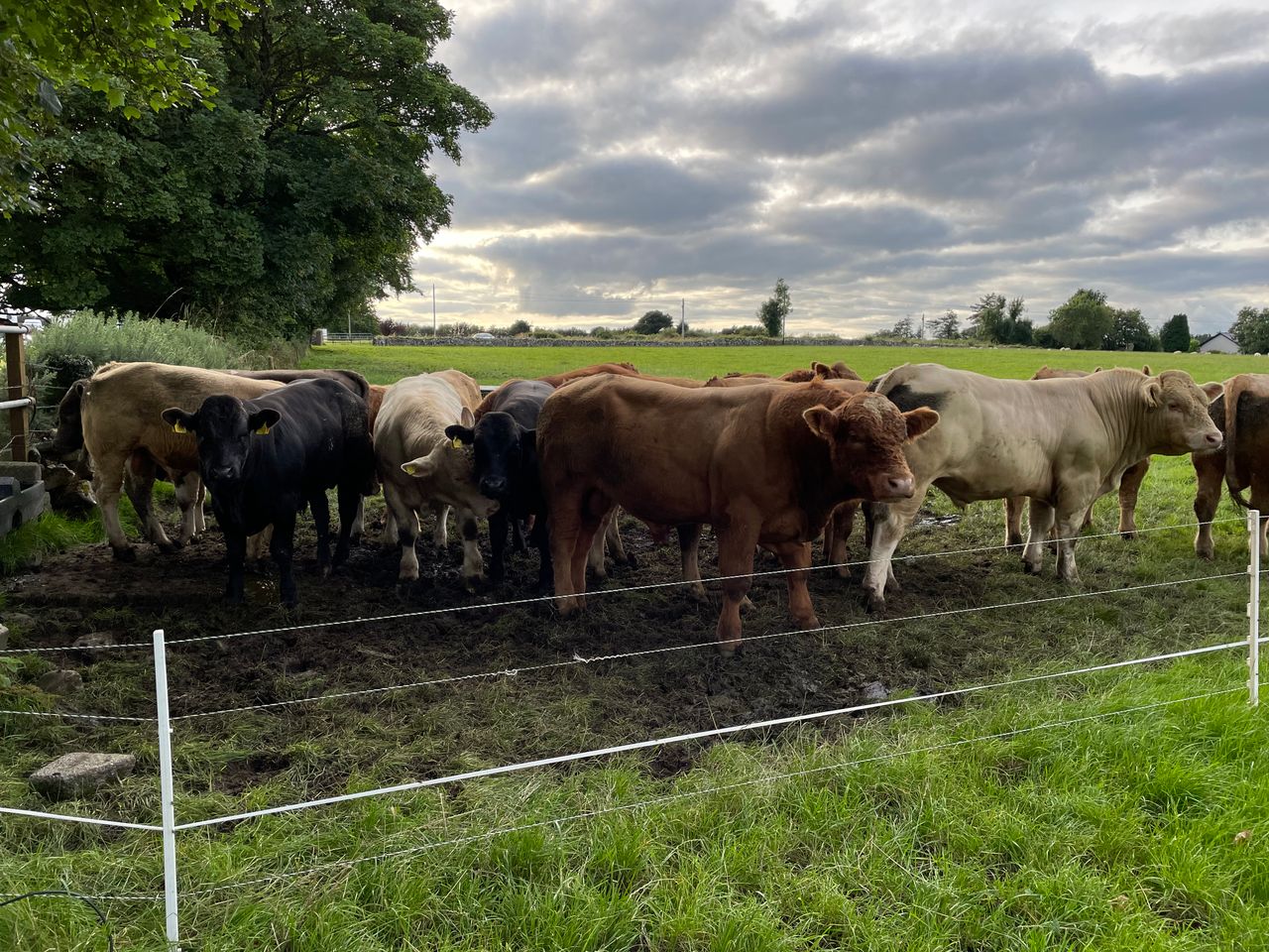 Beef kill: Cattle supply drops for third consecutive week