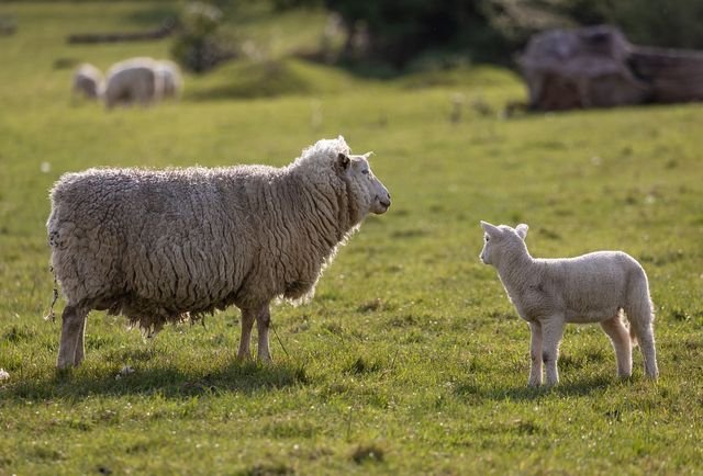 Potential EU sheep milk supply gap but Ireland has 'limited' ability to ...