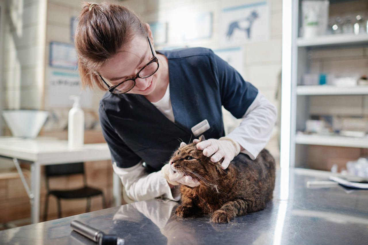 New effort to tackle NI veterinary nurses shortage