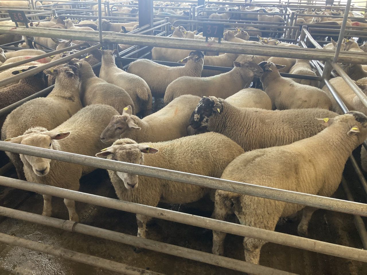 Sheep kill: Demand driven by Eid al-Adha sees kill surpass 78,000 head