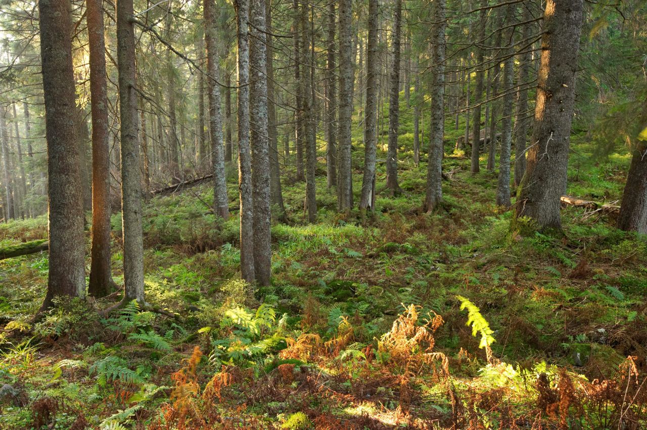 Over 9,000 forest owners received grant payments in 2025