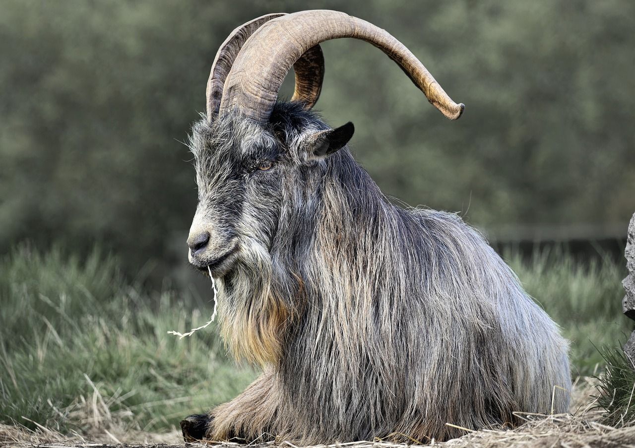 Pilot project to use Old Irish Goats for conservation grazing