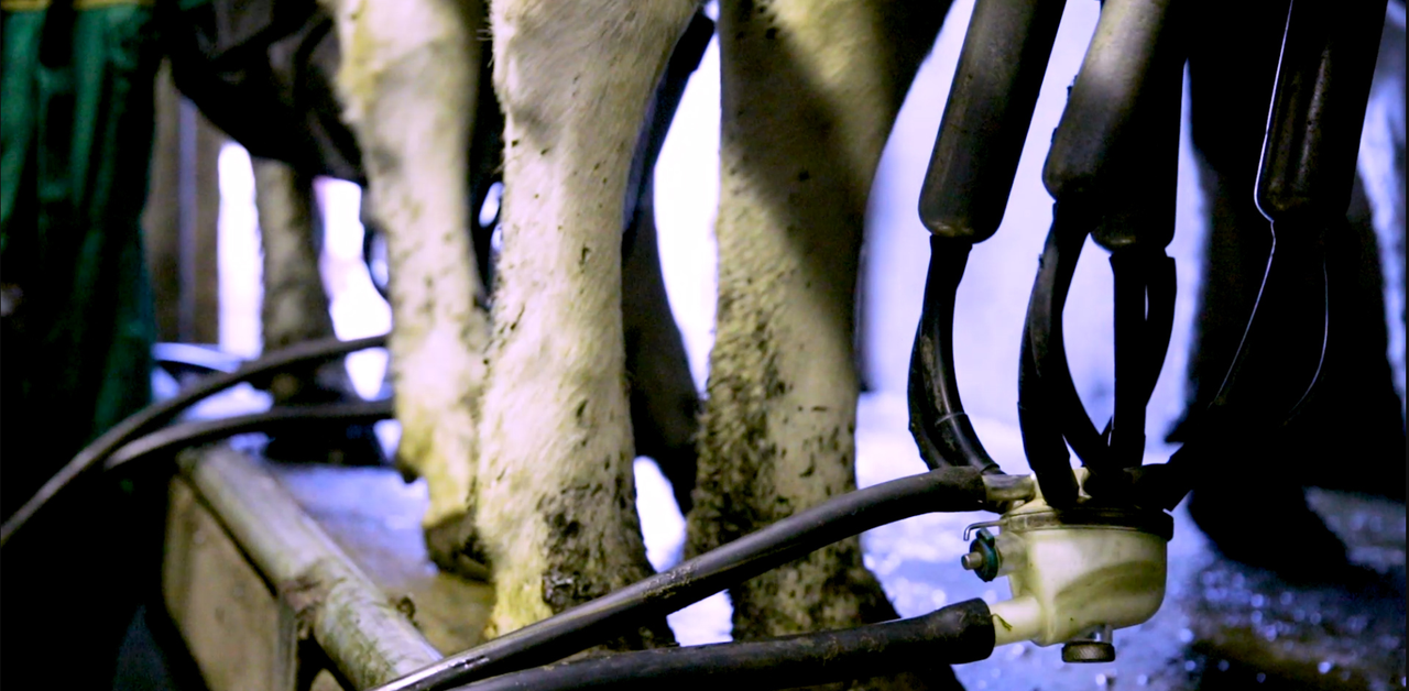 Correcting cell counts mid-season