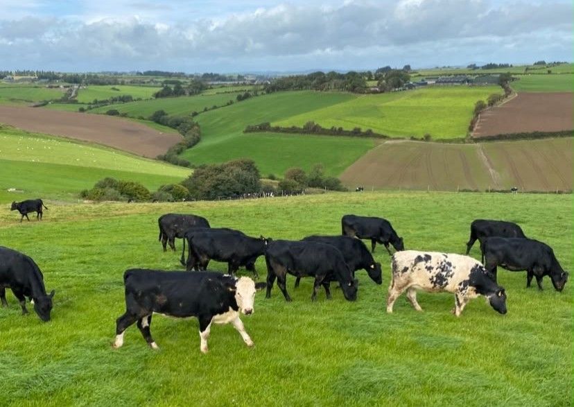 ABP Monitor Farms: Yearling weights and calf grazing in Bandon