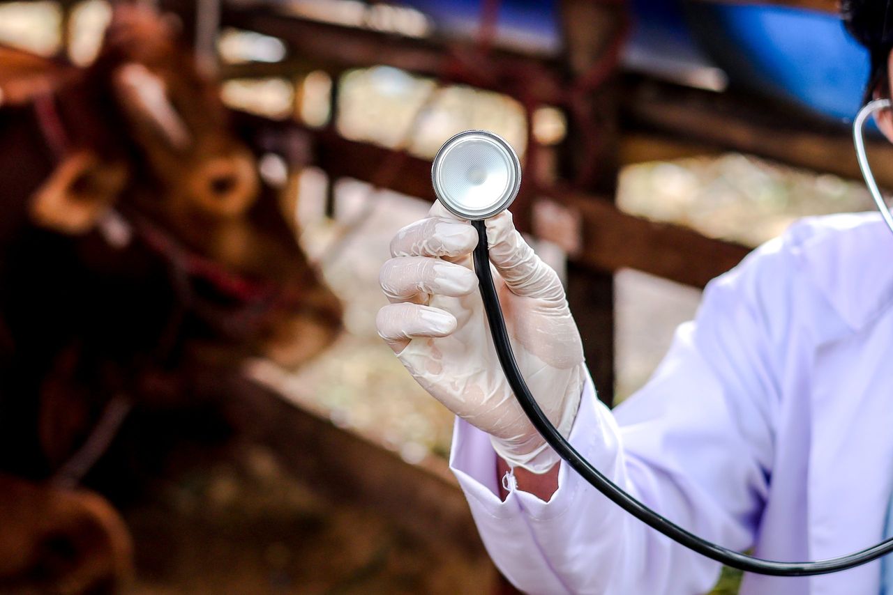 Bluetongue: Devon calf born with no brain tissue