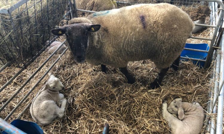 How much colostrum should my newborn lambs be getting?