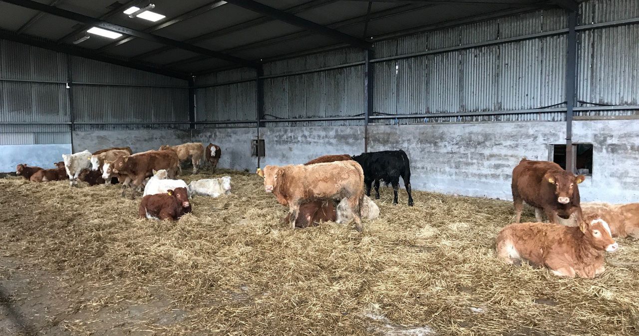 What prices will 2018-born weanlings need to make to ensure profit at slaughter?