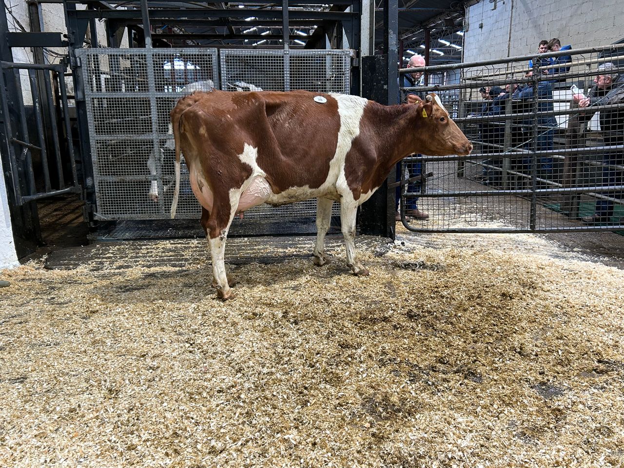 In pictures: The 149th Taaffe auctions Carnaross dairy sale