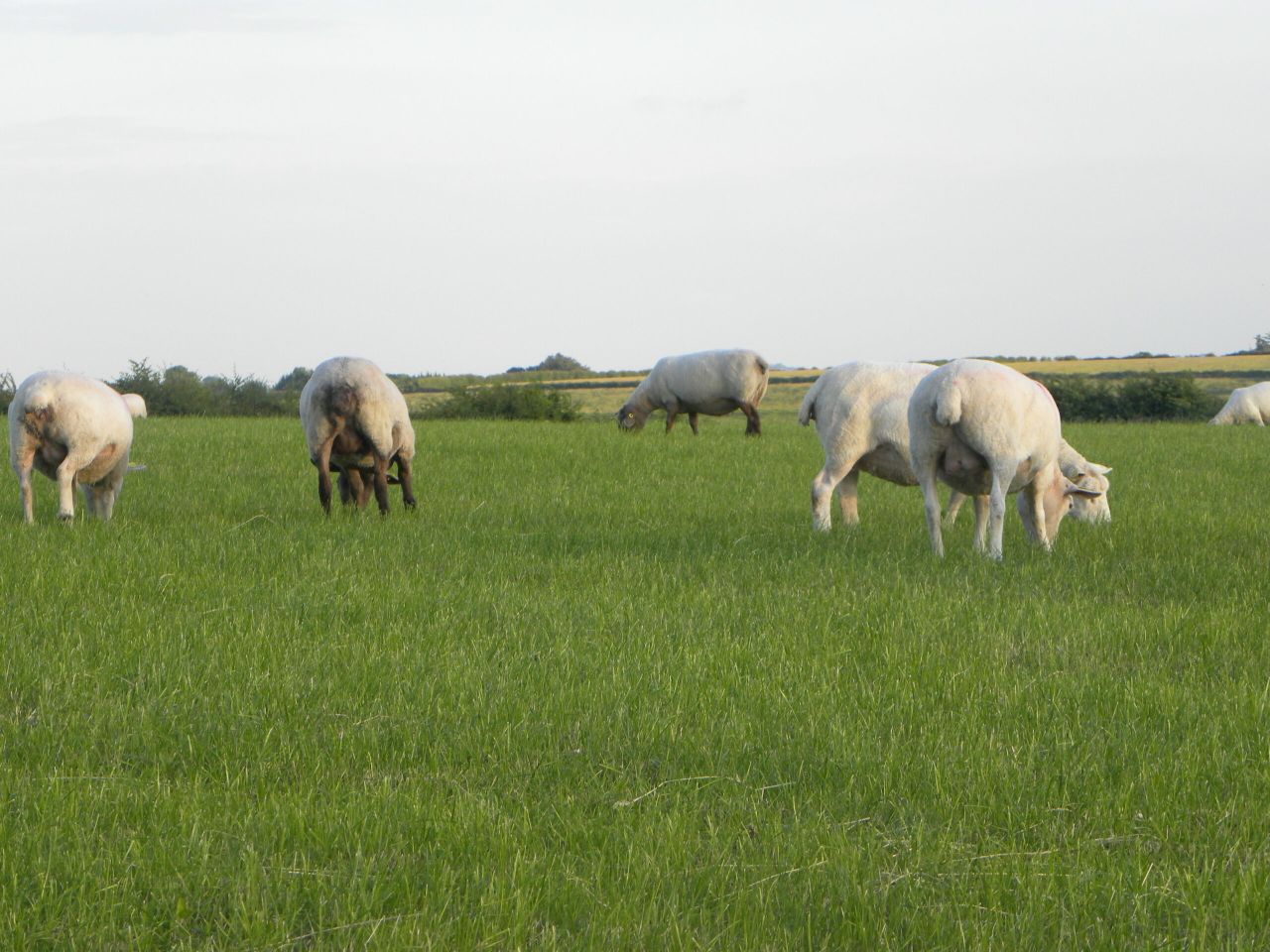 Sheep farmers reminded to return census form