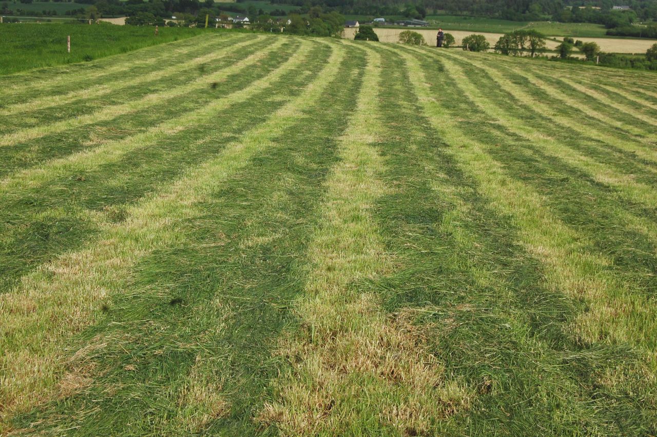 Pre-mowing vs. topping: Which is the better option?