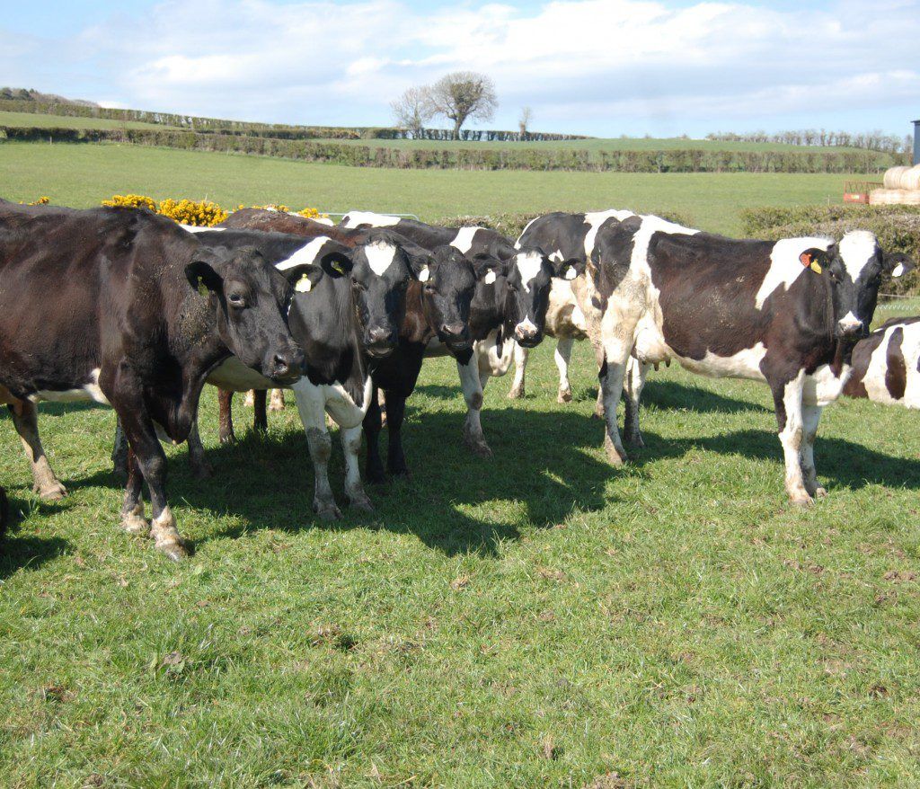 Poor milk prices fail to slow Irish milk production (up 12.2% in July)