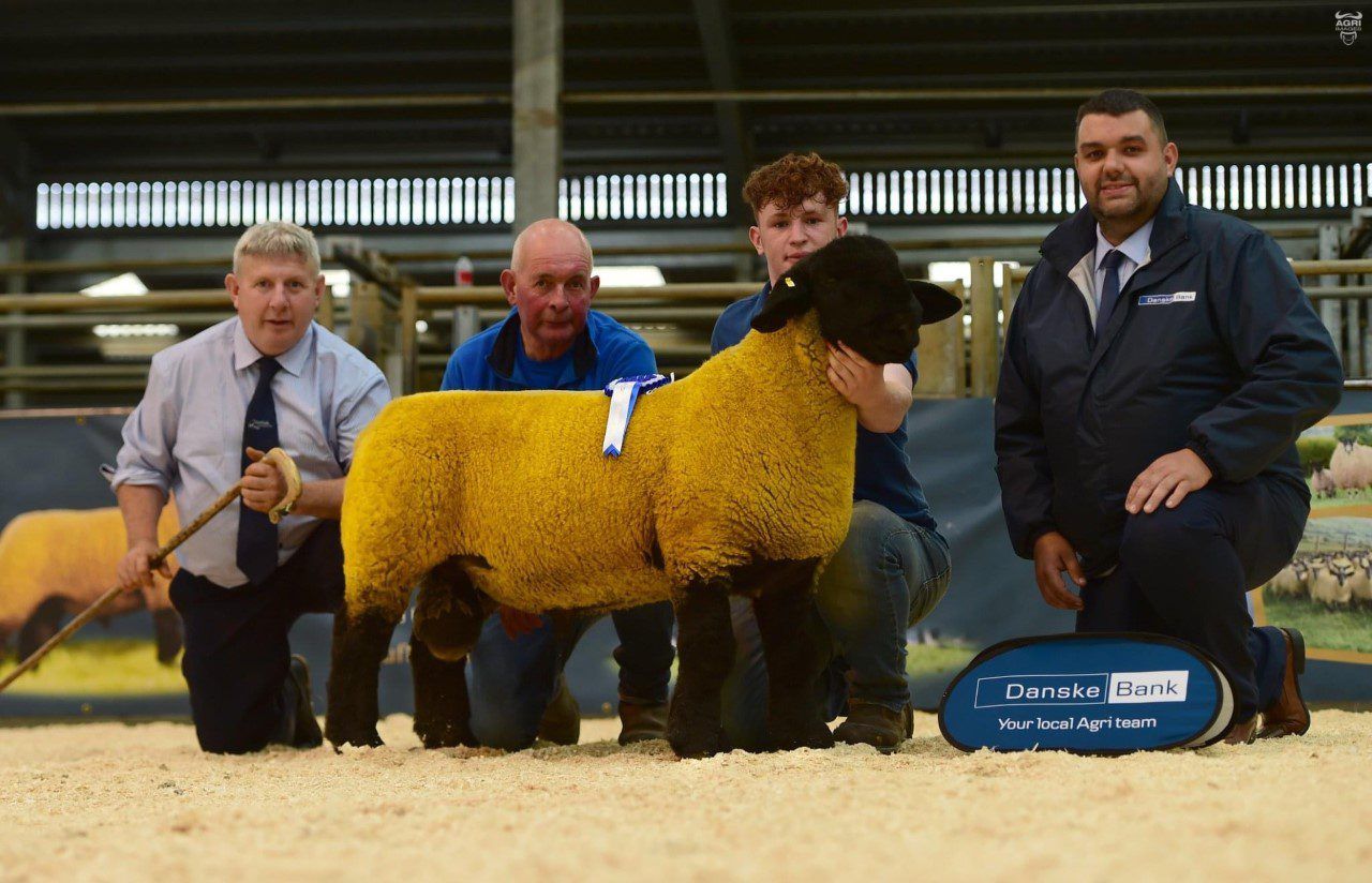 Video: Reserve champion hits 10,000gns at Suffolk premier sale in NI