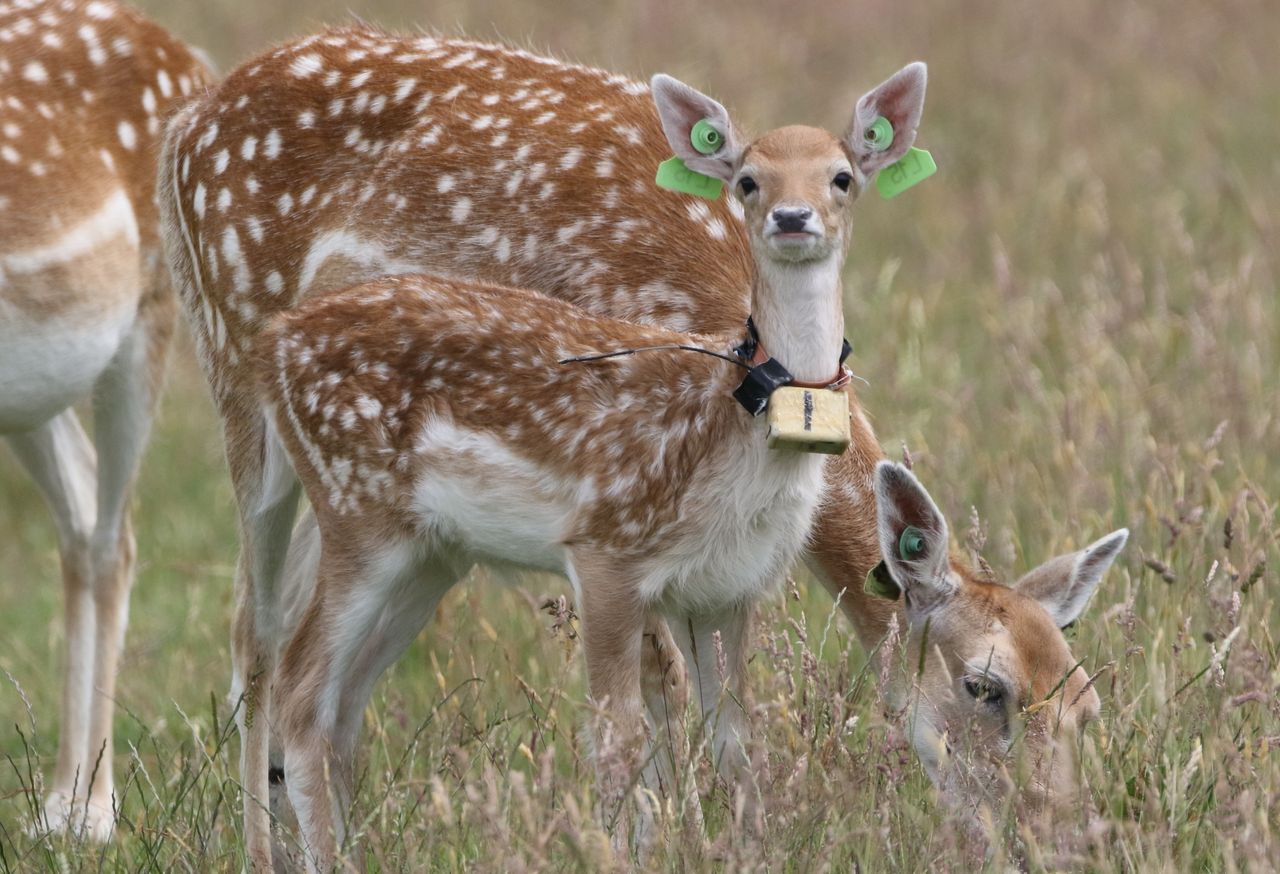 Sleeping habits of newborn deer are as individual as human infants - study