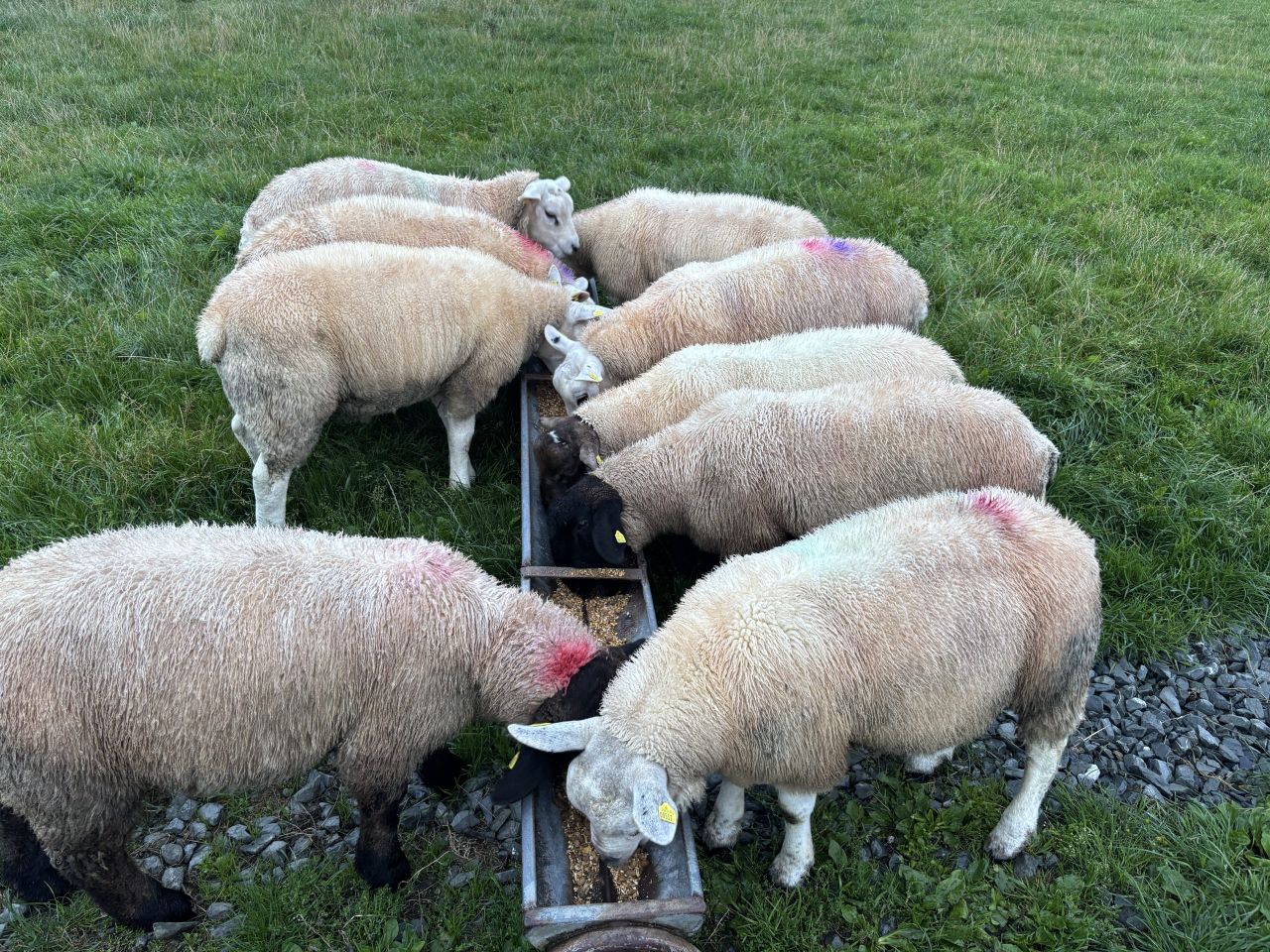 Sheep trade: Talk of top-spec lambs going 'scarce' as price holds for now