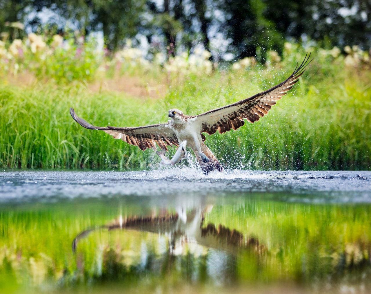 Osprey reintroduction in Ireland set for July