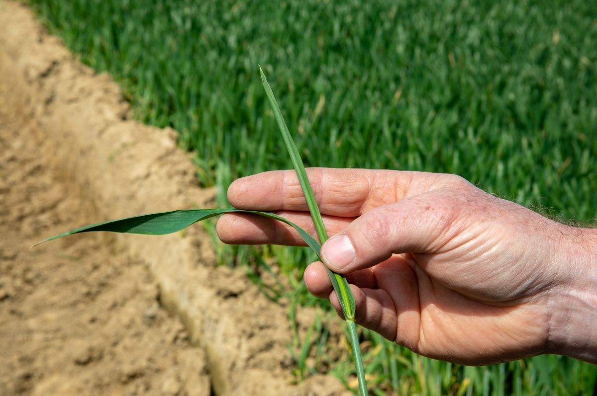 Scientists finally crack the code of the wheat genome