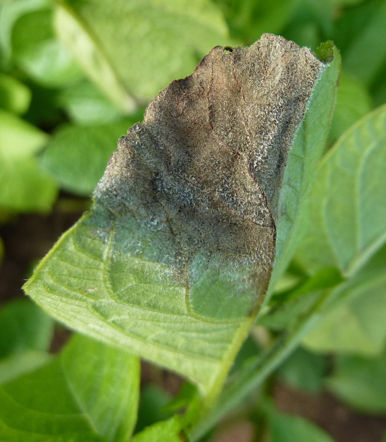 Challenge in EU court this week on blight fungicide withdrawal