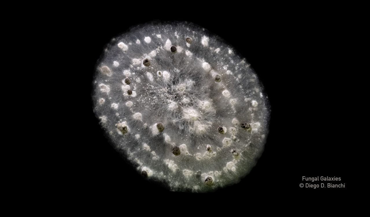 Scientist shows beauty of agricultural fungi in new art project