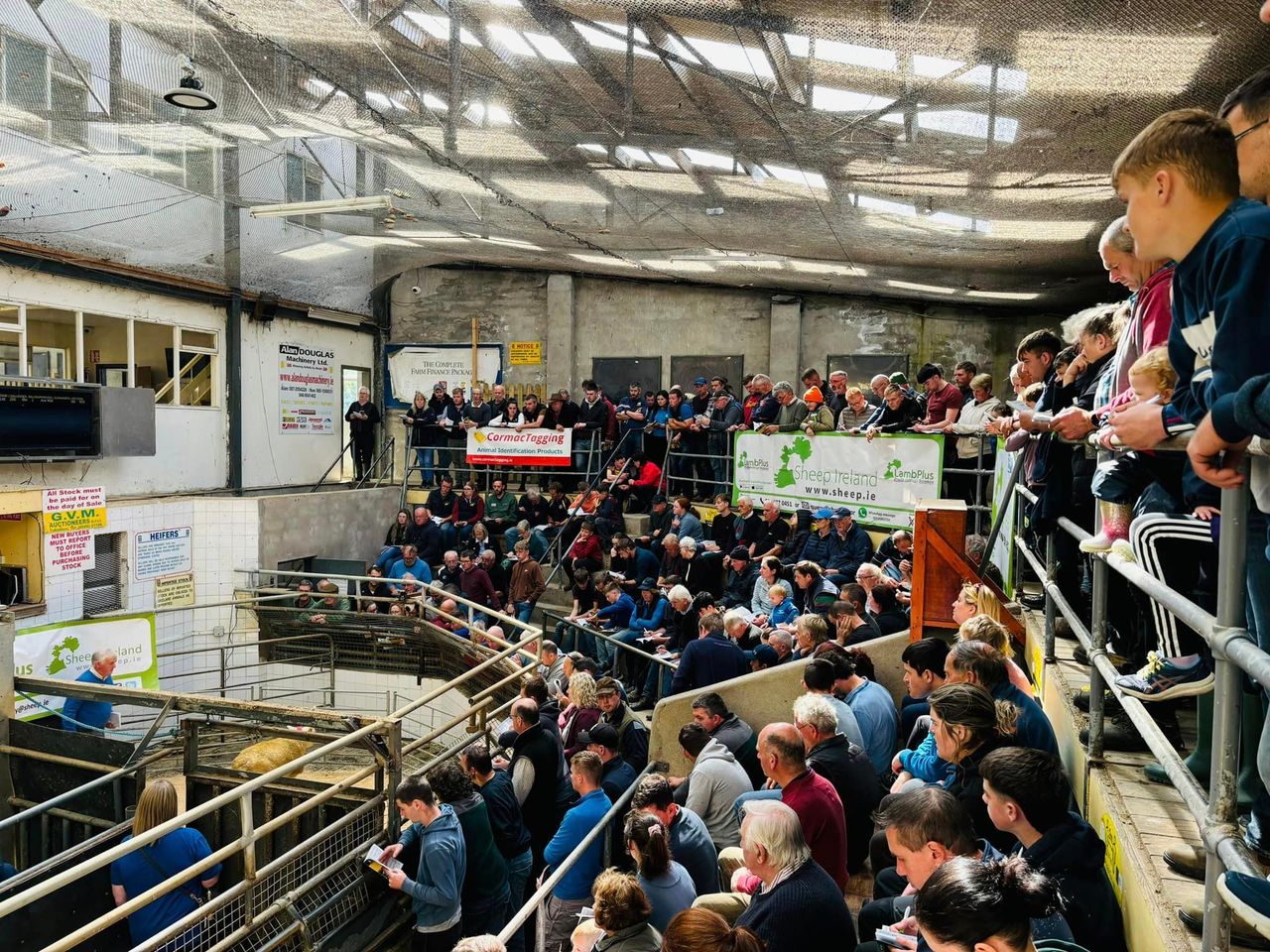 Average ram price of €853 at Sheep Ireland sale