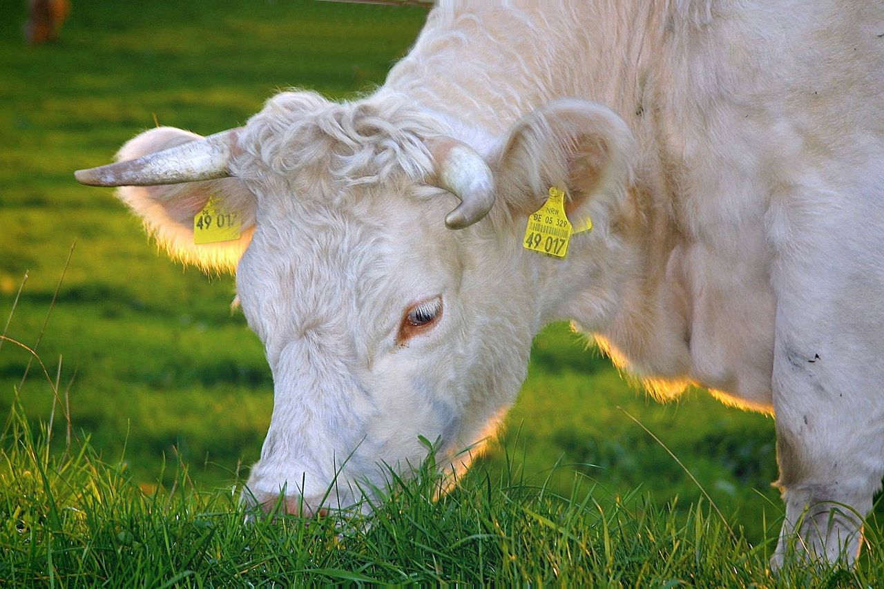 USDA to provide €300m to US farmers to transition to organic