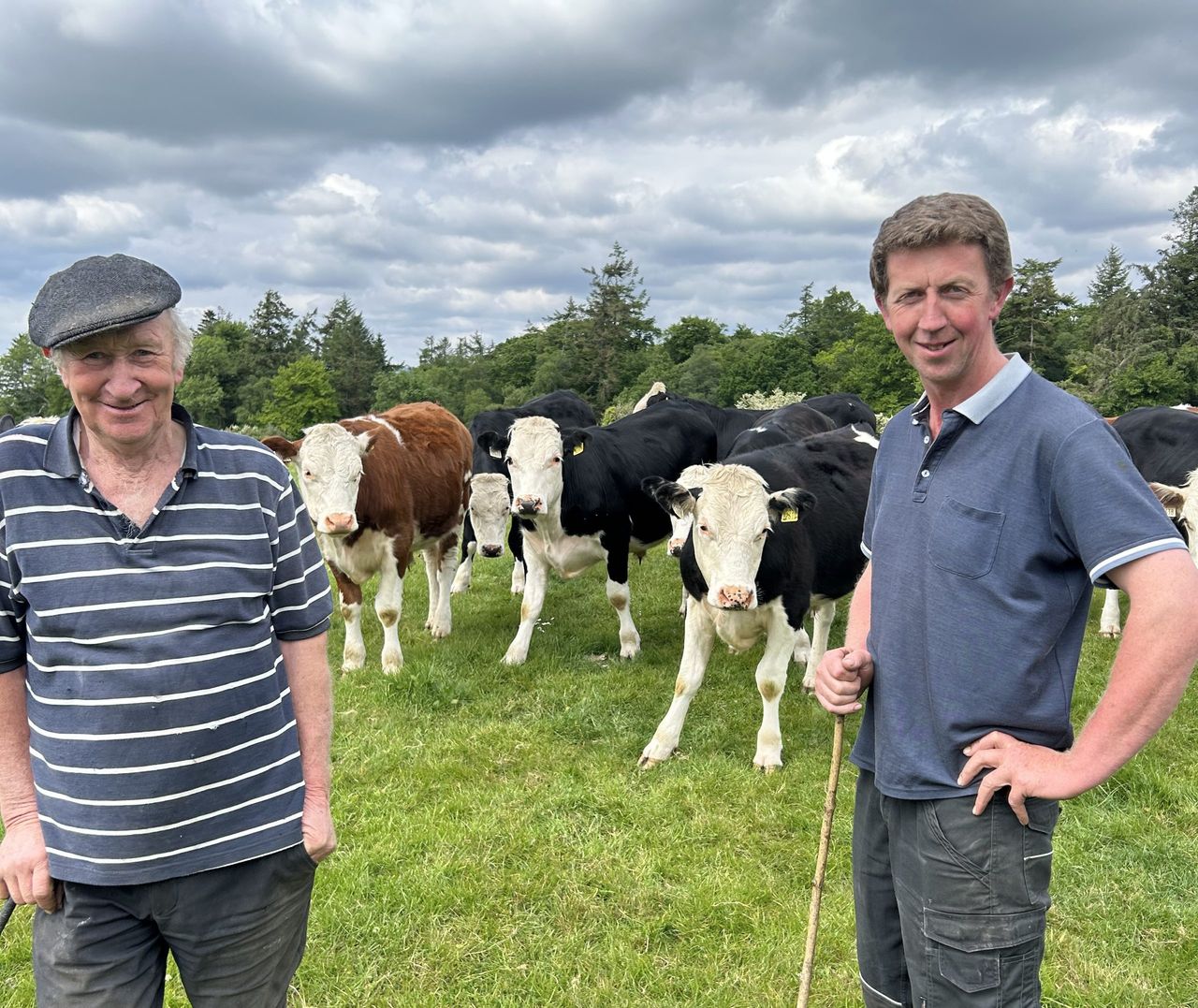 (L-R) Rody and Michael Costelloe with some of their steers. Source: Irish Hereford Prime
