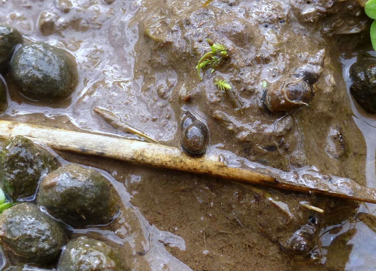 Researchers warned not to let dry summer cause Liver Fluke complacency