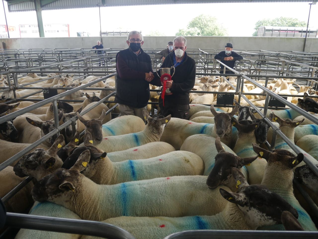 Hoggets make up to €285/head at Suffolk-cross  Cheviot sale at Blessington