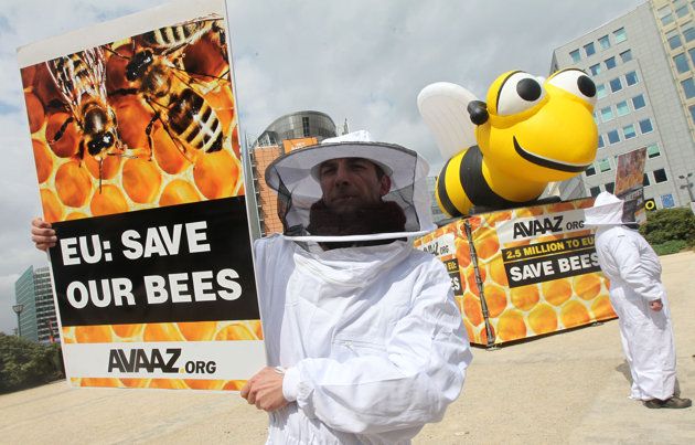 EU to ban bee pesticides from December