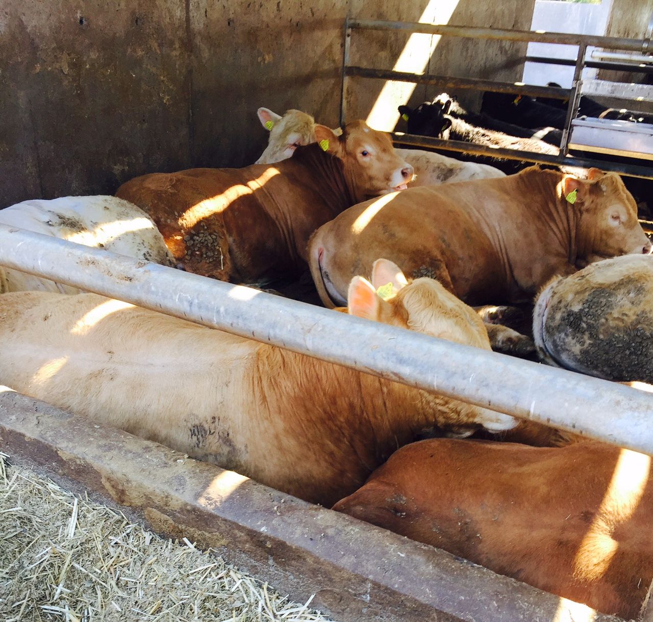 Hitting market spec all important for UK beef farmers