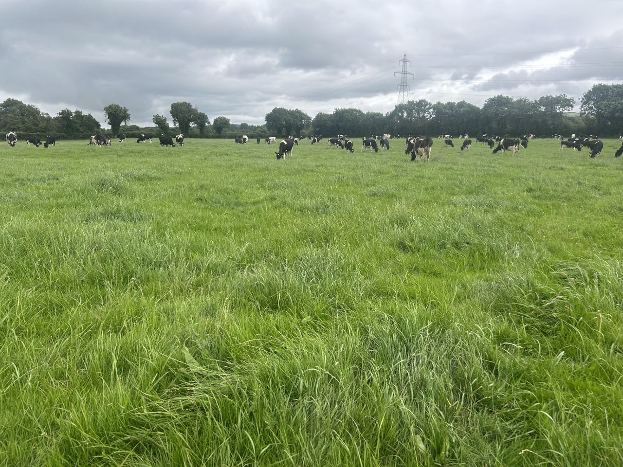 CSO: Agricultural Output Price Index up 20.7% in year to May 2025