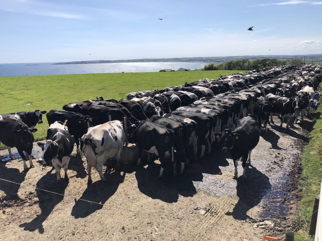 Dairy Focus: Milking 265 Holstein Friesian cows just off the coast of Co. Cork