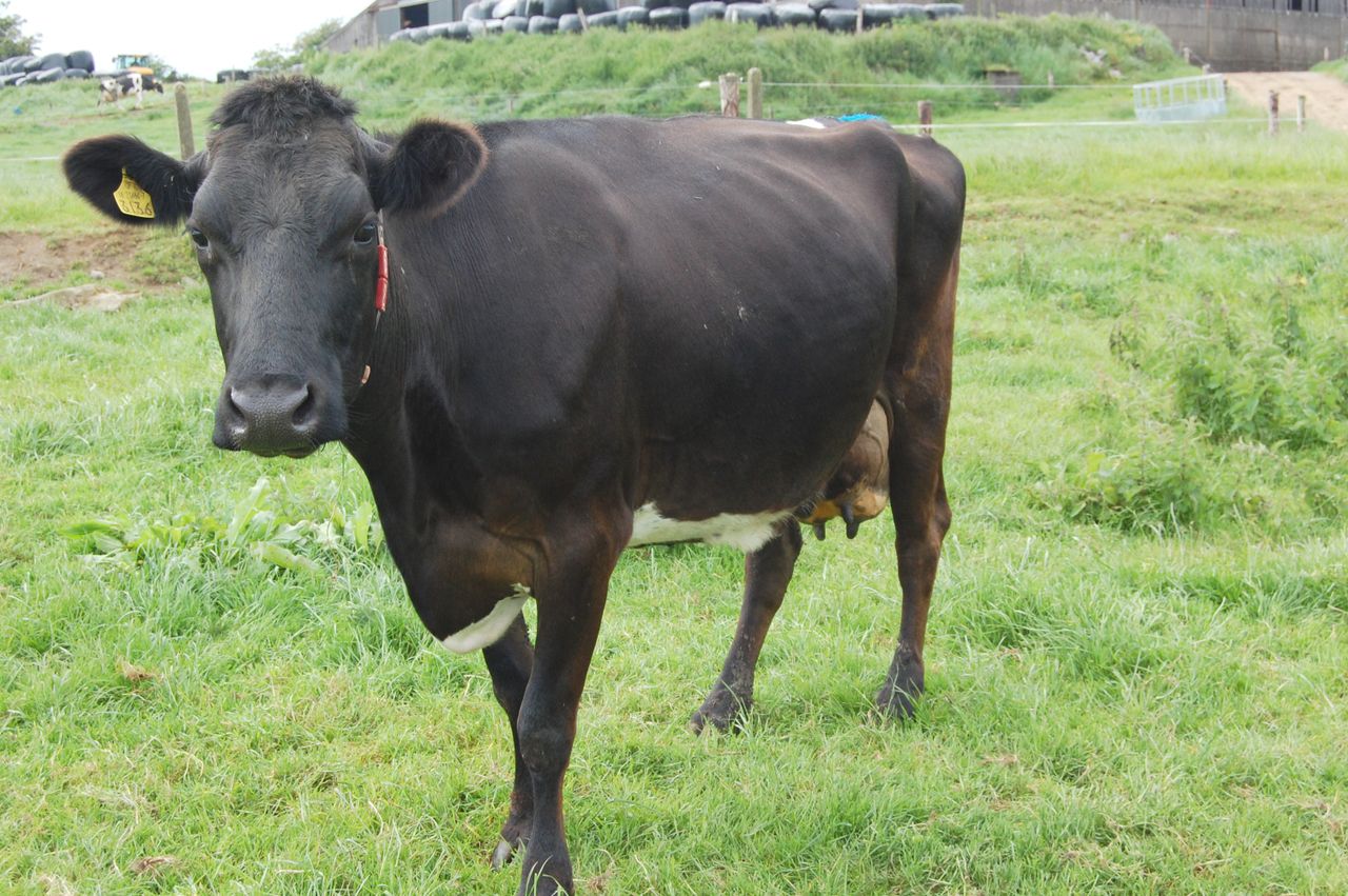 US to be the first country to genotype cross-bred animals