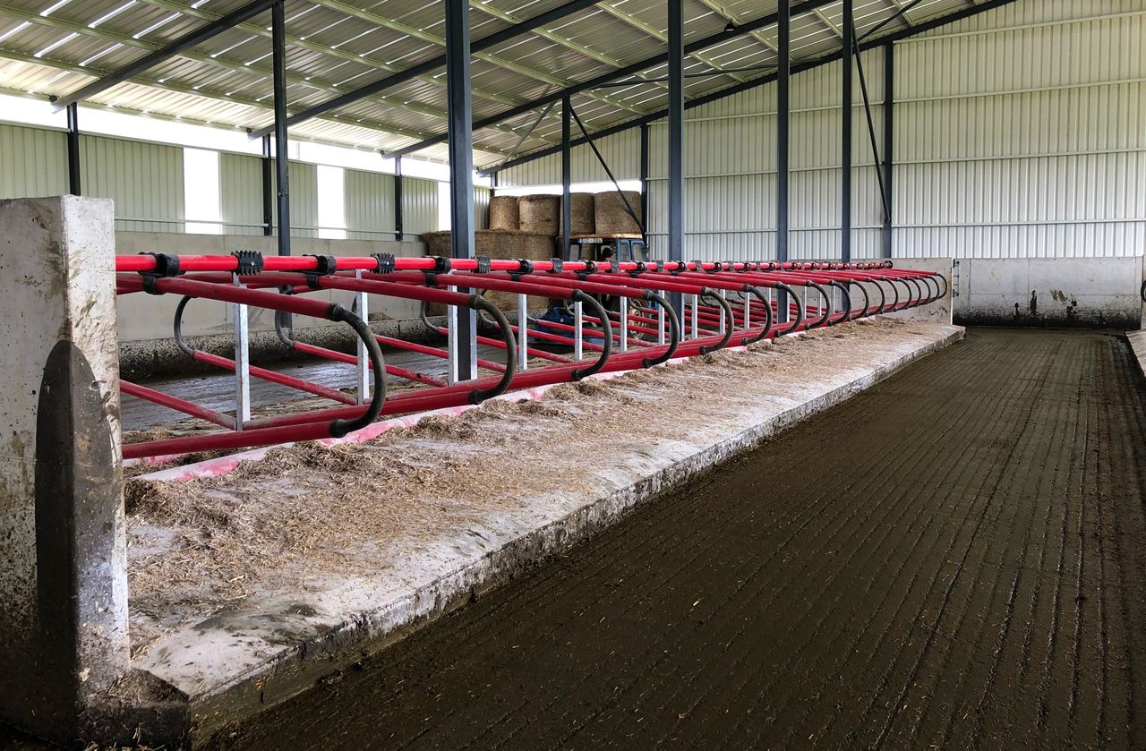 Top tips for preventing new mastitis infections in spring 2020