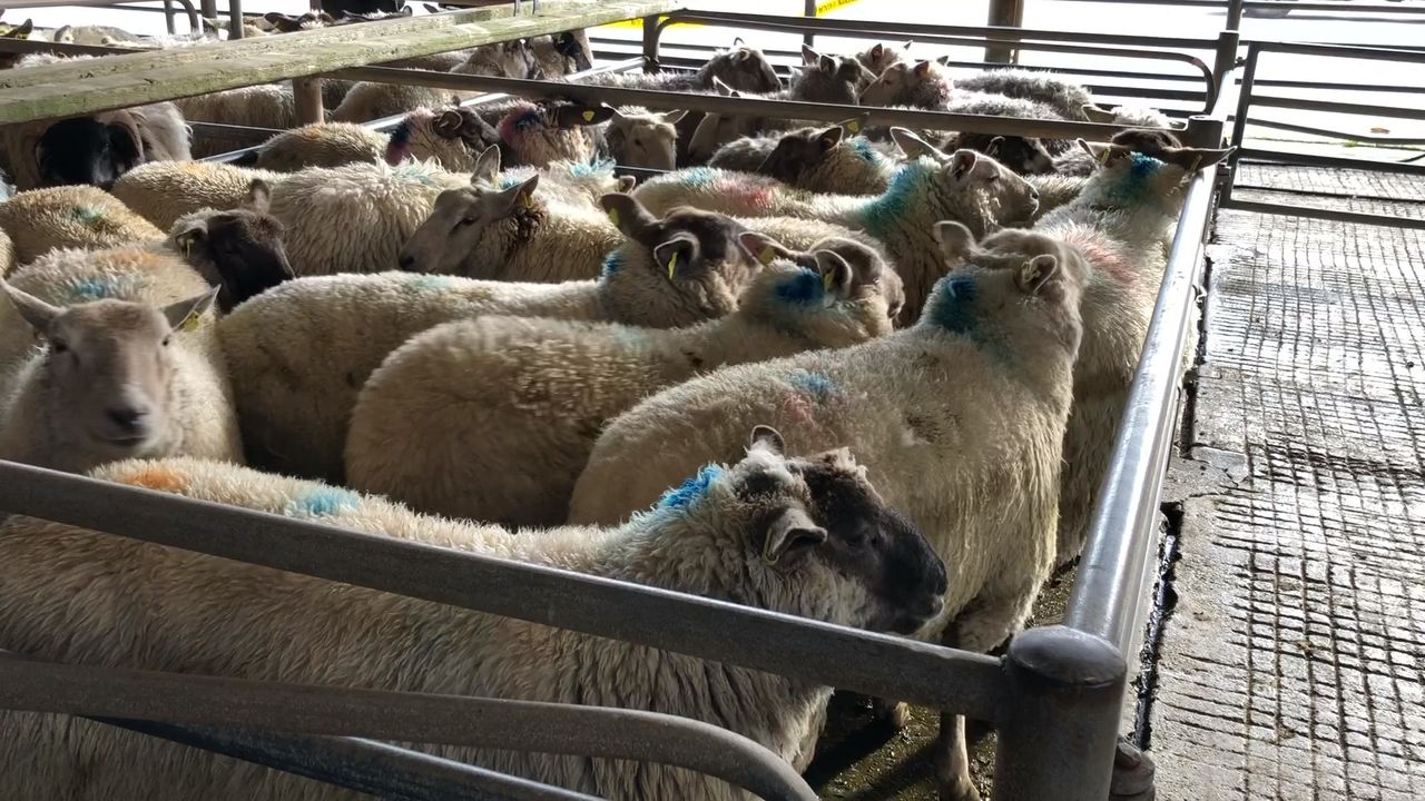 Sheep kill: Shorter week's kill  sees throughput fall by over 11,500 head for last week