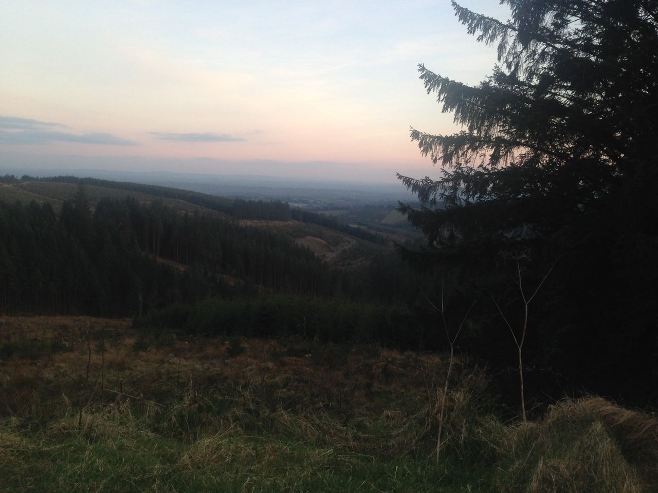 Forestry Appeals Committee chair reappointed on 3-month basis