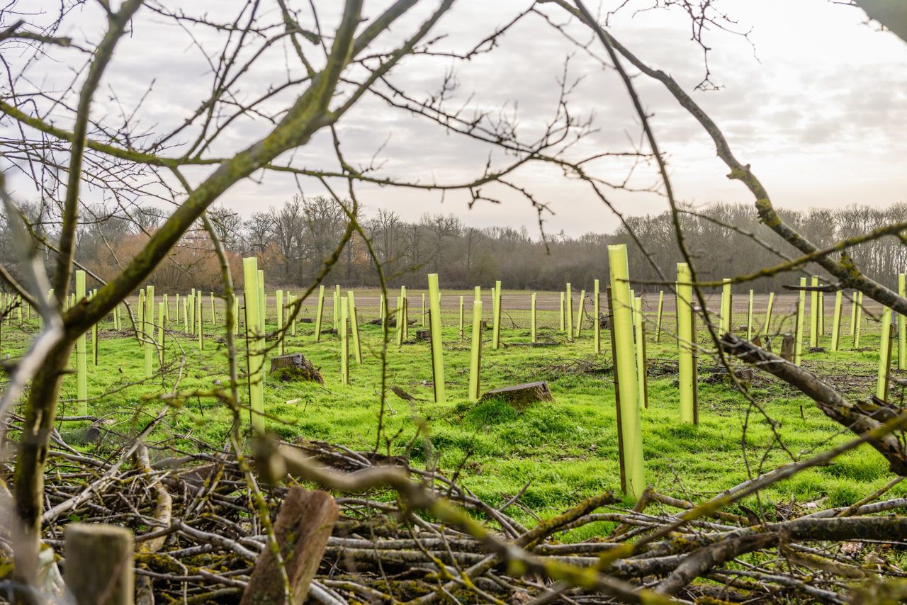 FII general election manifesto calls for forestry incentive changes