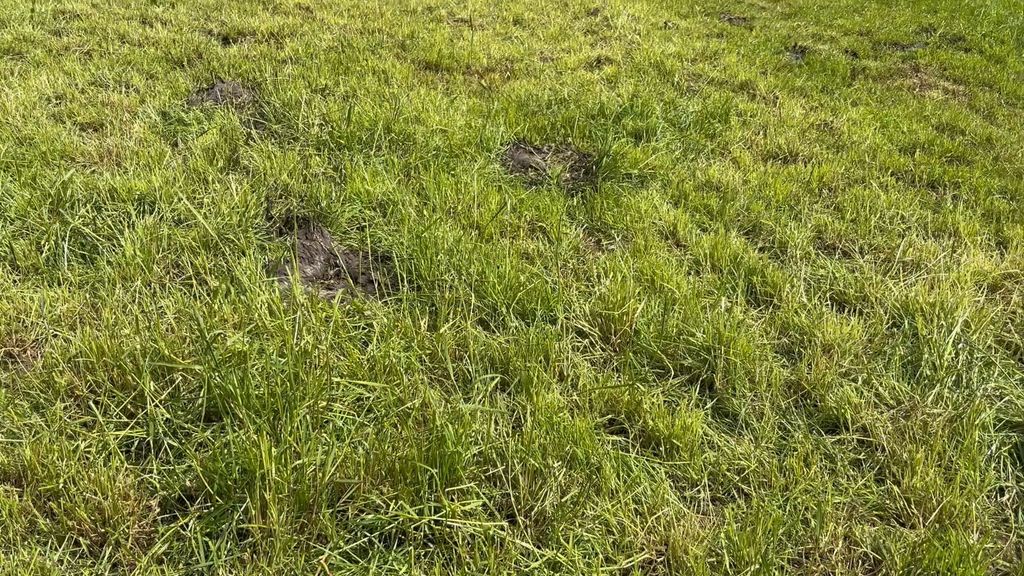 This paddock was grazed after 35 days of growth and had a pre-grazing cover of over 3,000Kg DM/ha. Note the stemmy material left behind after grazing