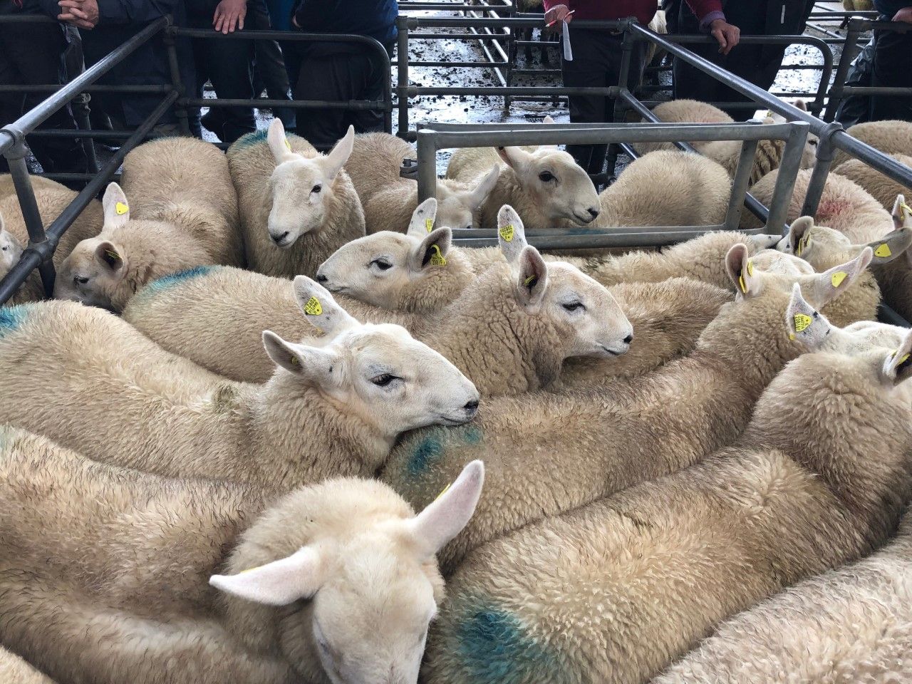 Blessington Mart hosts Wicklow Cheviot Breeders' sale